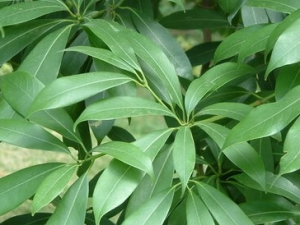 ��צ��Ƥ�Ĺ�Ч������