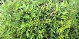 ������Ĺ�Ч������