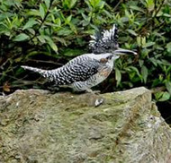 ��ҩ ����