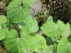 �����׵Ĺ�Ч������