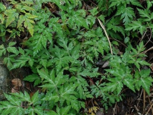 ���εĹ�Ч������