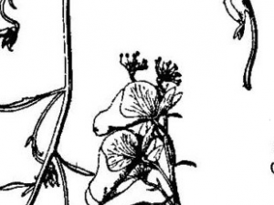 �����ӵĹ�Ч������