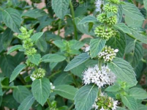 �����ҩ�ſɷ����