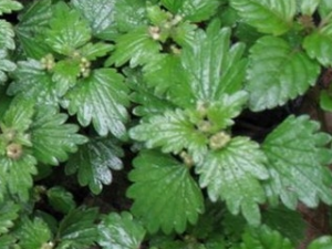 ����ݵĹ�Ч������