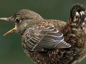 ���ڵĹ�Ч������