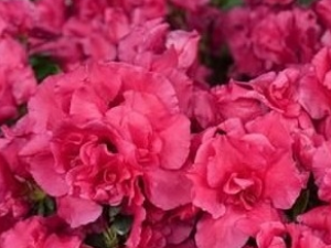 ��ž�Ĺ�Ч������