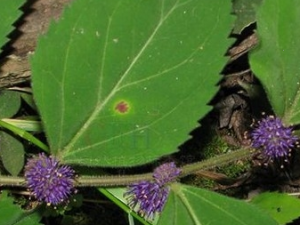 ��ˮ�ݵĹ�Ч������