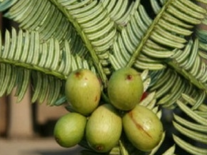 ��鼸��Ĺ�Ч������