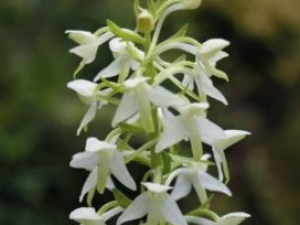 �������Ĺ�Ч������