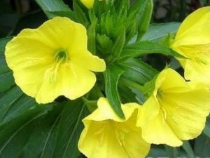 �����ݵĹ�Ч������