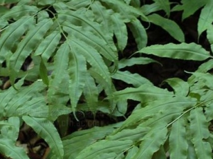 ��Ѿ�ݵĹ�Ч������