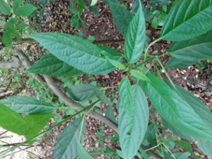 ����Ҷ��ͥʳ�Ʒ���ѡ