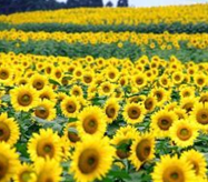 ���տ���ͥʳ�Ʒ���ѡ