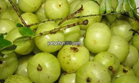 ����Ӽ�ͥʳ�Ʒ���ѡ