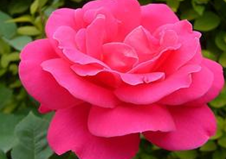 �¼������θ�Ů�¾�����