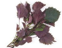 �������Ų����鷽