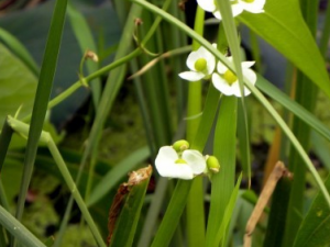 ��ȹ�����ҩ����