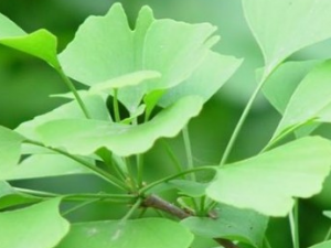 ����Ҷ��ʳ�ý���