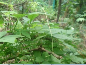 �ʹ�����ʳ�ý���