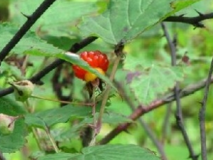 �����̵Ĺ�Ч������