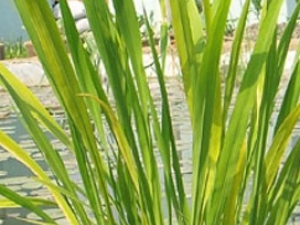 ���׵Ĺ�Ч������