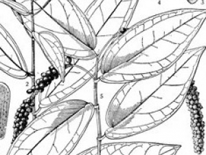 ��Ҷ�X�Ĺ�Ч������