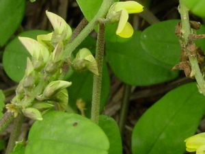 ���𵤵Ĺ�Ч������