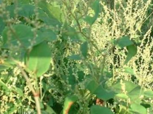 ���ú���������Щ������Ӧ