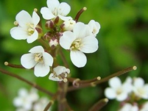 �����ߵĹ�Ч������