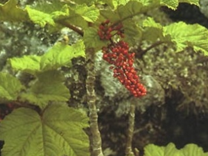 ���˲εĹ�Ч������