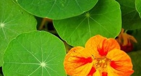 ��������Ĺ�Ч������