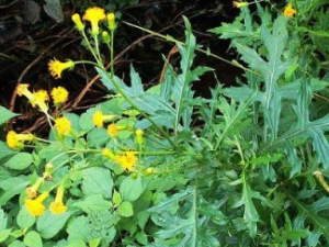 �������ߺ�Ĳ�����Ӧ