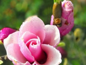 ���ĵĹ�Ч����������Щ