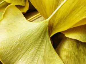 ��ҩ ����Ҷ��ȡ��