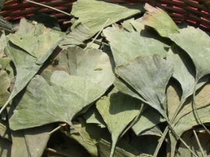 ����Ҷ�����ݹ�Ч