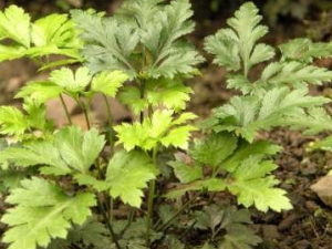 ��ҩ������ҩ��ʹ�ý���