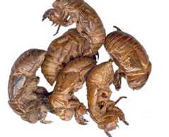 ���ɵĶ��Լ�ҩ������