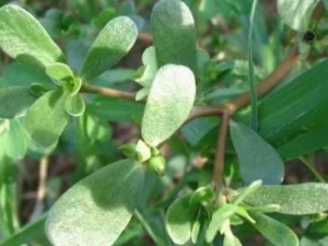 �����ȵ�ʹ�ý���