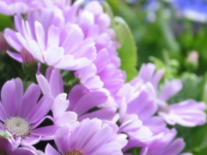 ʳ�þջ���ע������