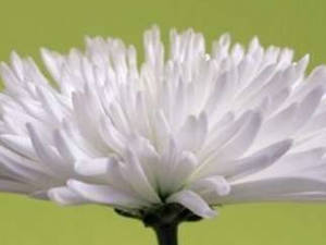 �׾ջ���ҩ�ü�ֵ