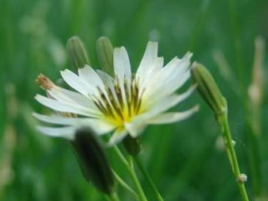 Ұ�ջ�����ҩ����