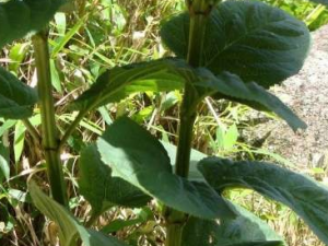 ���ε�ҩ�ý���