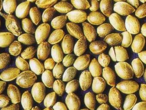 �����ʵ���ҩ����