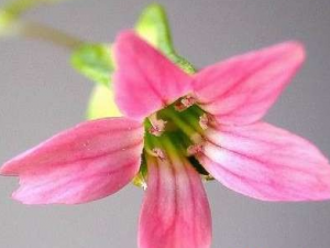 �������е�ҩ�ù�Ч