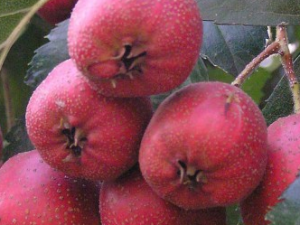 ɽ髵�ʳ�ý���