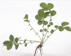 �ɺײݵ�����Ч��