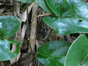 ���廨�Ĺ�Ч������