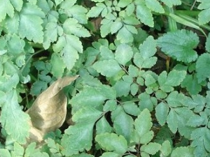 ��Ҷ�����Ĺ�Ч������