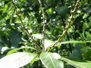 ������Ĺ�Ч������