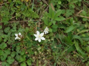 ���Ʋ�Ҷ�Ĺ�Ч������